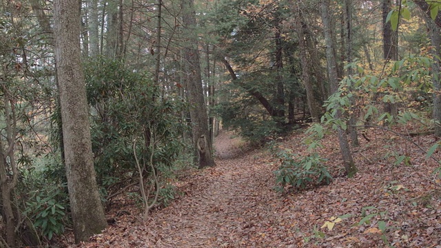 北卡罗来纳州西部的徒步旅行路线视频素材