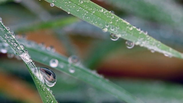 露水落在草地上视频素材