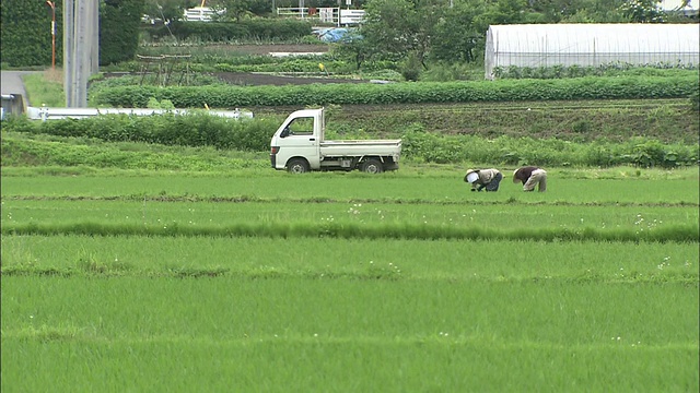 乡村风景和稻田视频素材