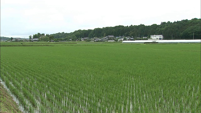 乡村风景和稻田视频素材