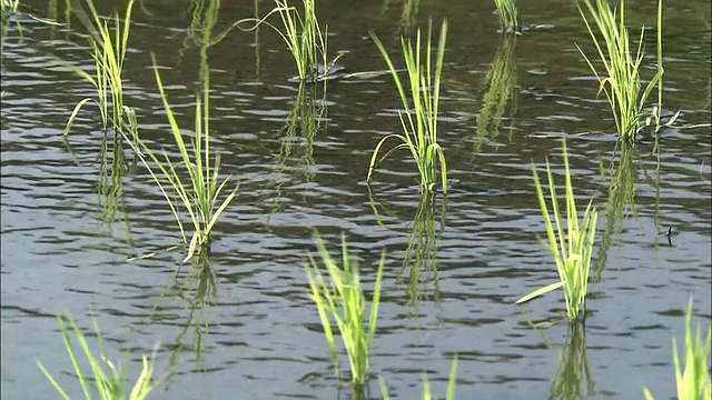 风中的水稻视频素材