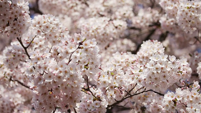 樱花视频素材