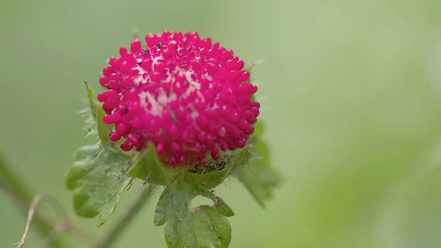 红色的野草莓视频素材