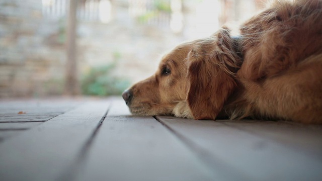 金毛猎犬视频素材