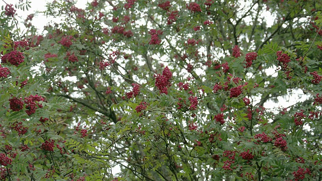 一束花楸果实在树上开花视频素材