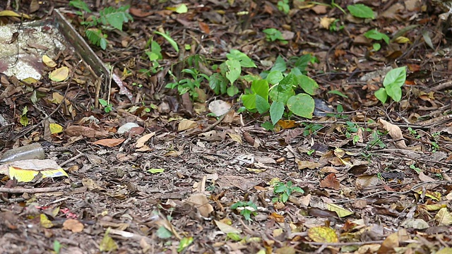 猴子-股票短片视频素材