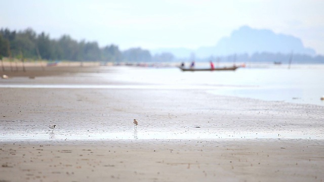 鸟在海滩吃东西视频素材