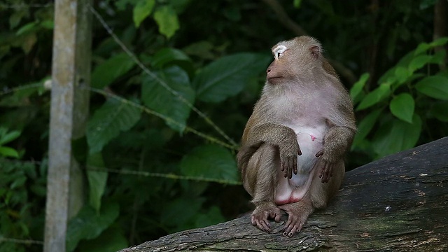 猴子坐在原木上-股票视频视频下载