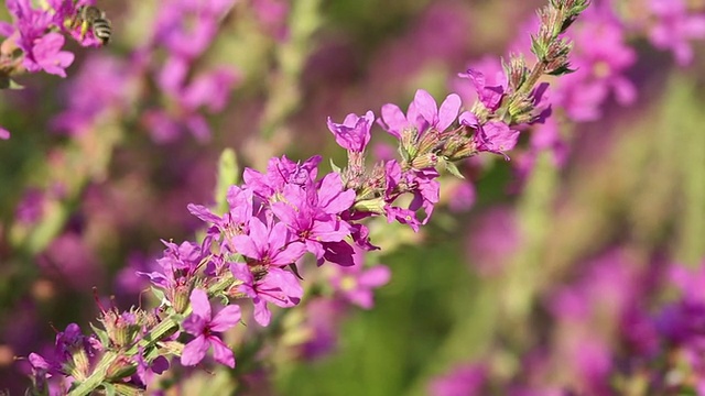 春天粉红色的花朵上飞着蜜蜂在采蜜视频素材