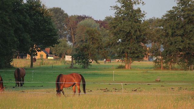 马在荷兰吃草，宽角视频素材