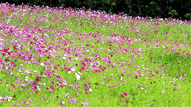 粉红色的花田视频素材