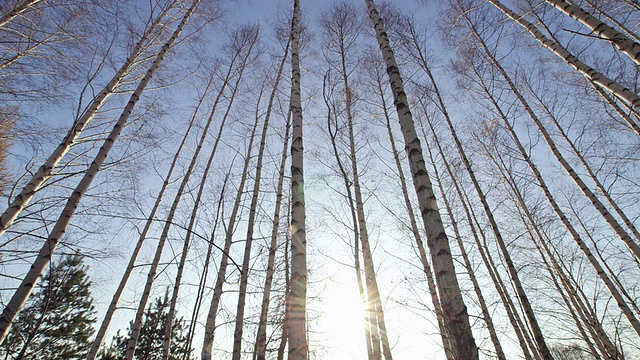 桦树,4:2:2视频素材