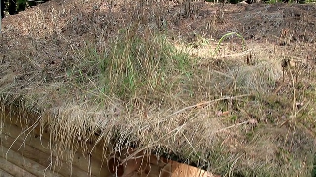 木屋草生态屋顶的特写视频素材