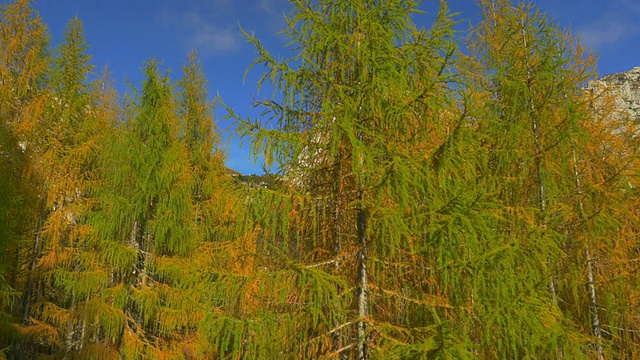 天线:山上的橙色秋树视频素材