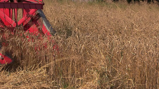 老式联合收割机在夏天收割成熟的小麦视频素材