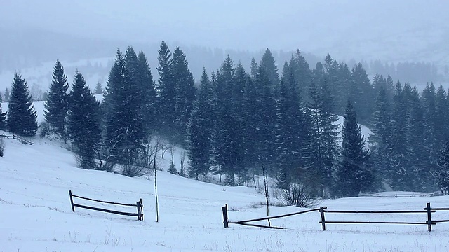 森林降雪视频素材