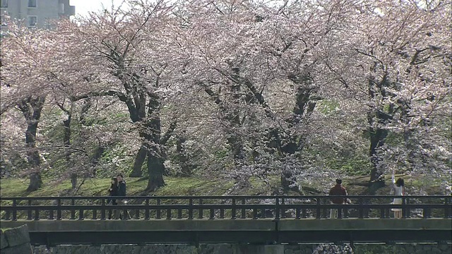 北海道Goryokaku公园视频素材