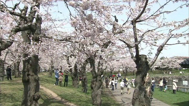 北海道Goryokaku公园视频素材