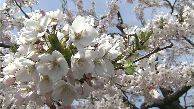 五横谷公园的樱花视频素材