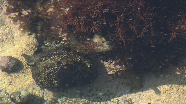 浅水区的海兔视频素材