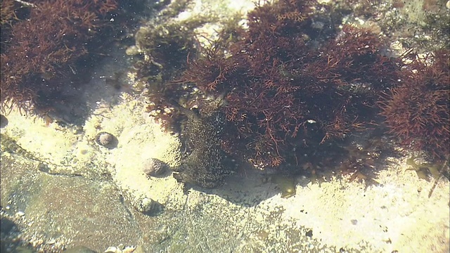 浅水区的海兔视频素材