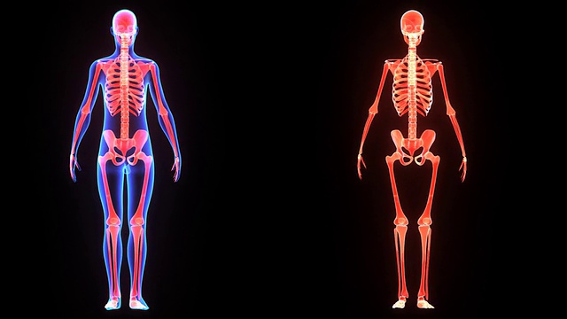 骨架视频素材