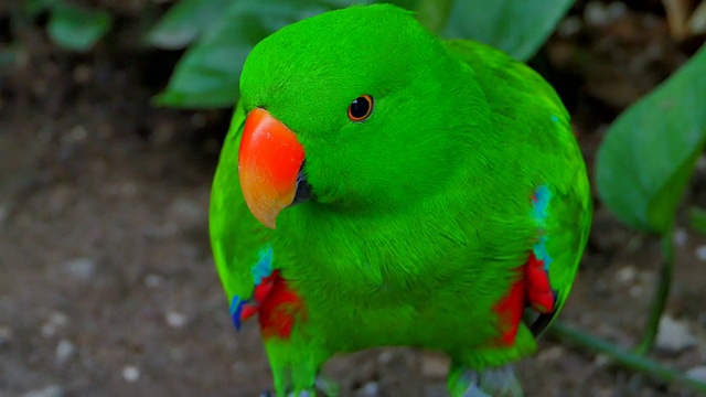 巴布亚新几内亚的Eclectus Bird视频素材