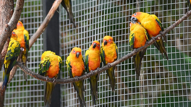 太阳conure鹦鹉鸟视频素材