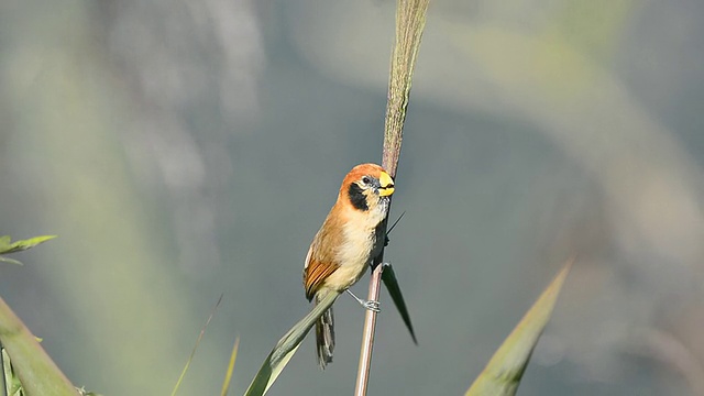 Spot-breasted Parrotbill鸟视频素材