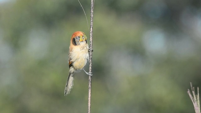 Spot-breasted Parrotbill鸟视频素材