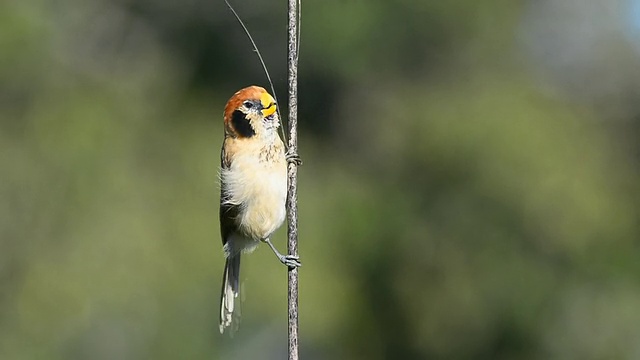 Spot-breasted Parrotbill鸟视频素材