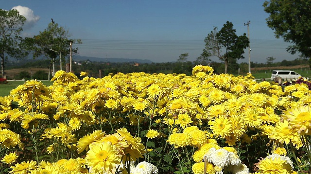 黄花野菊花在微风中飘舞。视频素材