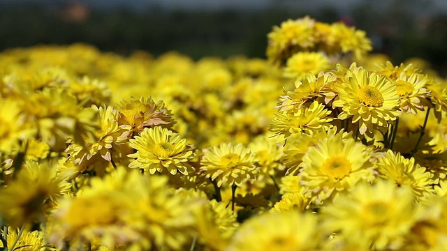 黄花野菊花在微风中飘舞。视频素材