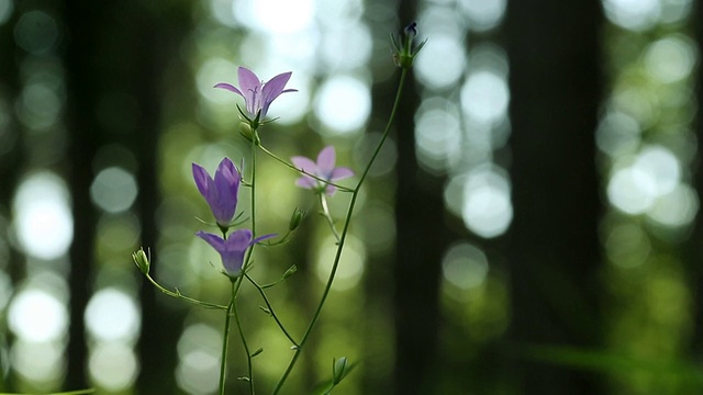 紫色的花视频下载