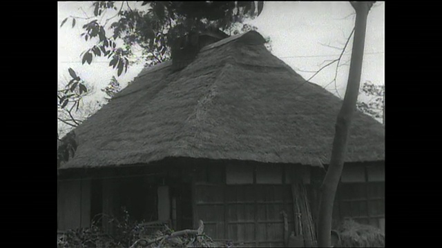 1961年的旧茅草屋视频素材