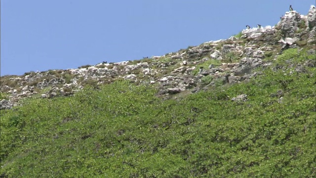 小笠原群岛南岛的海鸟视频素材