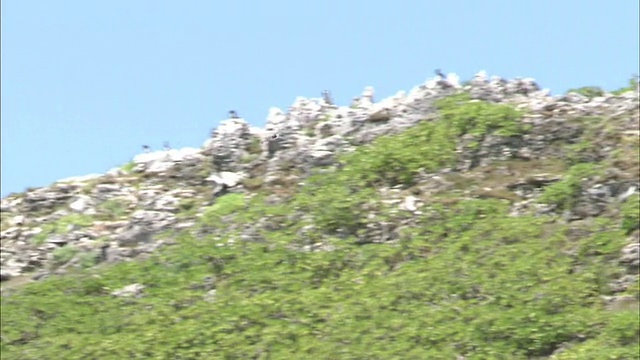 小笠原群岛南岛的海鸟视频素材