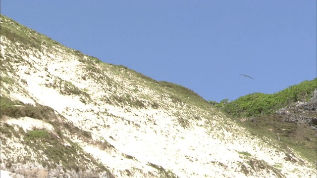 小笠原群岛南岛的海鸟视频素材