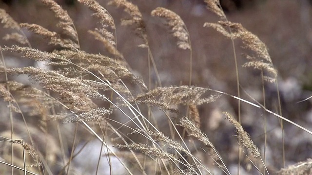 风中芦苇的枝条视频素材