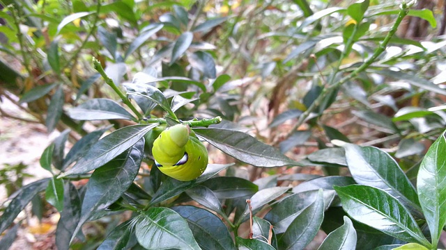 吃树叶的蛾幼虫或毛虫视频素材