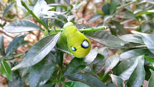 吃树叶的蛾幼虫或毛虫视频素材