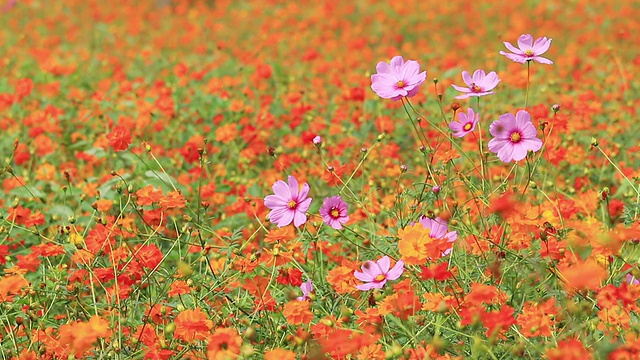 橙色和紫色的宇宙花在微风中摇曳。视频素材