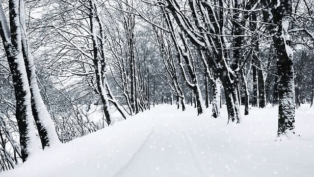 飘落的雪花视频素材