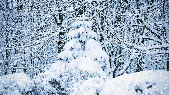 云杉上覆盖着雪视频素材