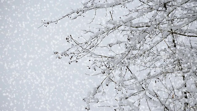 飘落的雪花视频素材