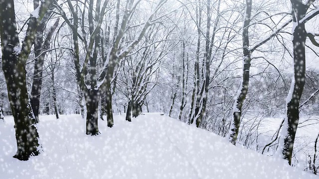 飘落的雪花视频素材