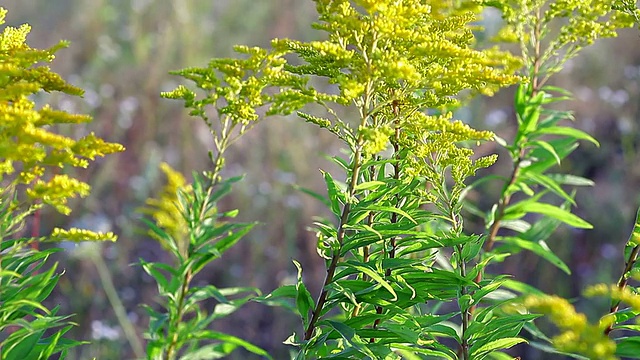 美丽的黄色野花在田野里春天的时间视频素材