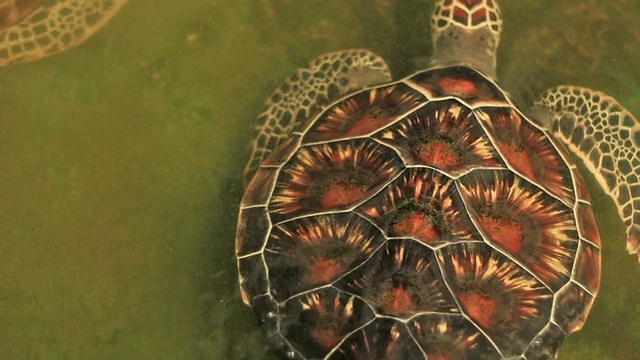 在泰国南部攀雅保护区的游泳池中游泳的海龟视频素材