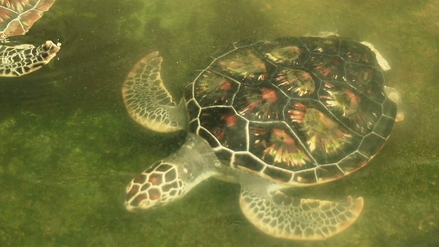 在泰国南部攀雅保护区的游泳池中游泳的海龟视频素材