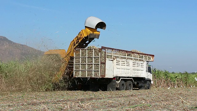 拖拉机和卡车收割甘蔗视频下载